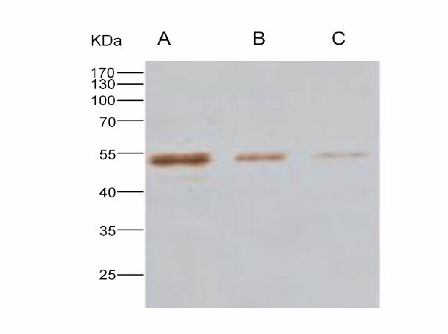 Валидация Elabscience E-AB-V1281