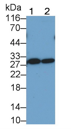55547