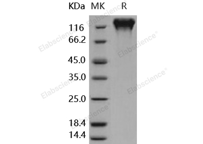 Валидация Elabscience PKSH031676(2322)