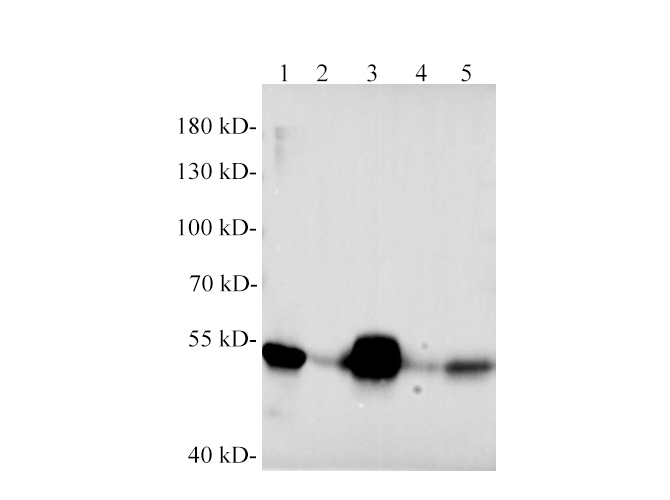 Валидация Elabscience E-AB-40571