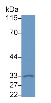 41784