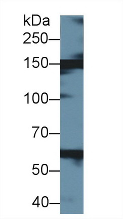 10370