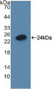 38450