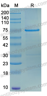 YXX54201, SDS-PAGE