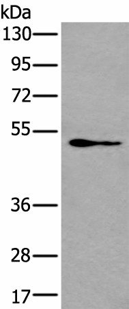 Валидация Elabscience E-AB-53481