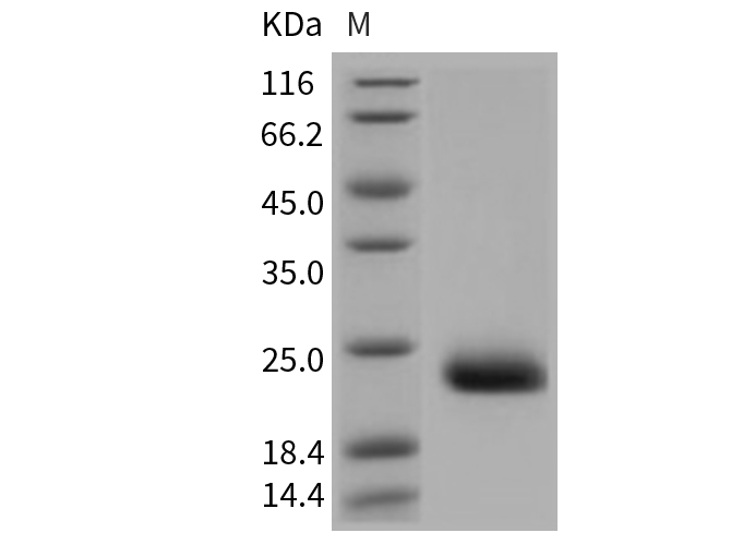 Валидация Elabscience PKSM040769(4740)