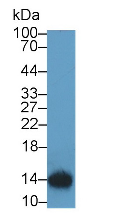 20484