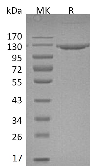 Валидация Elabscience PKSM041260(5157)