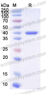 AHF92403, SDS-PAGE