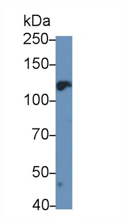 23361