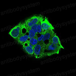 Валидация IF - AntibodySystem RHN83802