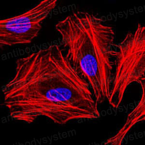 Валидация IF - AntibodySystem RHE68401 (900)