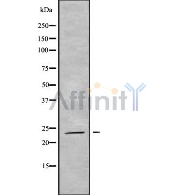 Валидация Affinity DF9816 - 22697