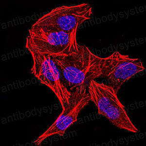 Валидация IF - AntibodySystem RHA16101 (18)