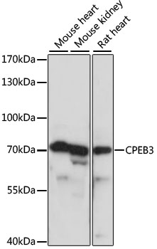 Валидация Elabscience E-AB-65304