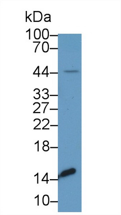 13047