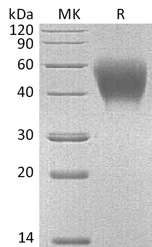 Валидация Elabscience PKSM041149(5061)
