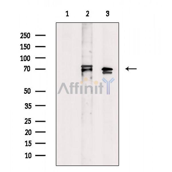 Валидация Affinity DF3352 - 14218
