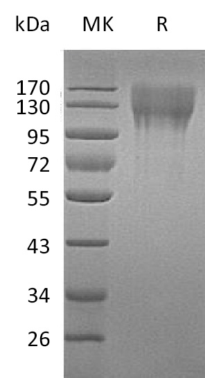 Валидация Elabscience PKSM041203(5110)