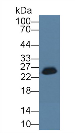 12533