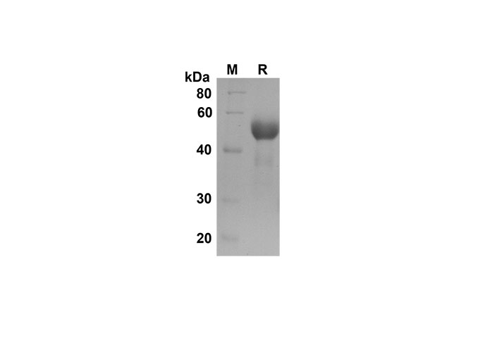 Валидация Elabscience PDMH100316(928)