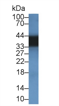 14433