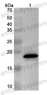 Валидация AntibodySystem PHB25501