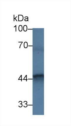 14294