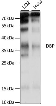 Валидация Elabscience E-AB-91094