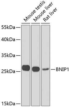 Валидация Elabscience E-AB-61606