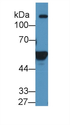 9272