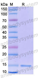 Валидация SDS-PAGE - AntibodySystem RHD84001
