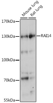 Валидация Elabscience E-AB-91293