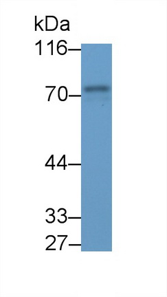 51473