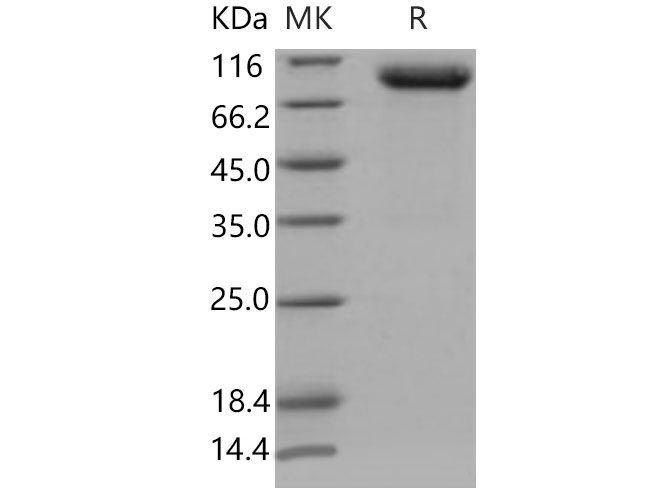 Валидация Elabscience PKSM040837(4800)