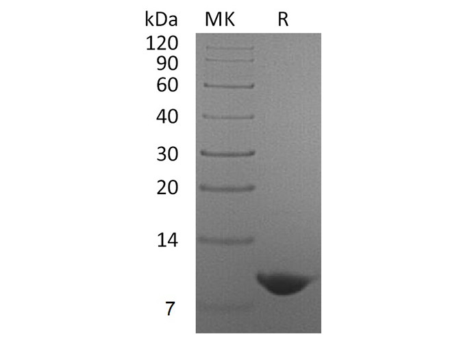 Валидация Elabscience PKSH033575(3870)