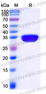 EHD32801, SDS-PAGE