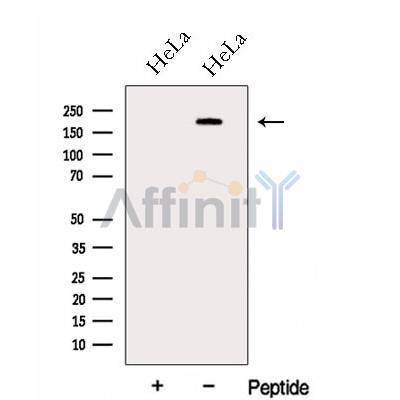 Валидация Affinity DF13034 - 7860
