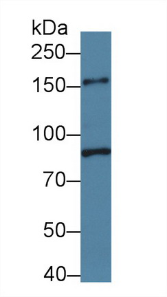 8586