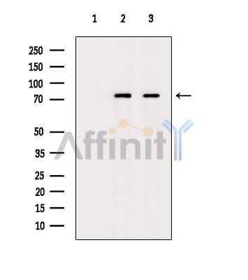 Валидация Affinity DF16077 - 12636