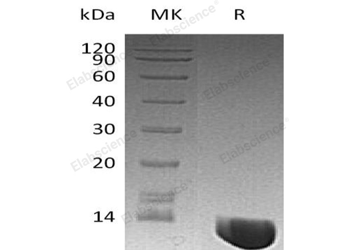 Валидация Elabscience PKSH032727(3155)