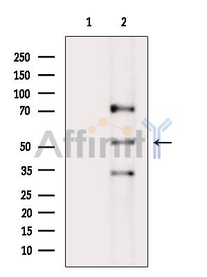 Валидация Affinity DF15659 - 12099