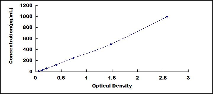 65062