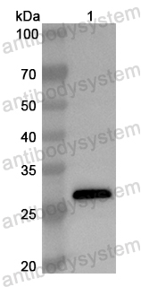 Валидация AntibodySystem PHB79701