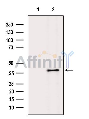 Валидация Affinity DF4966 - 16805