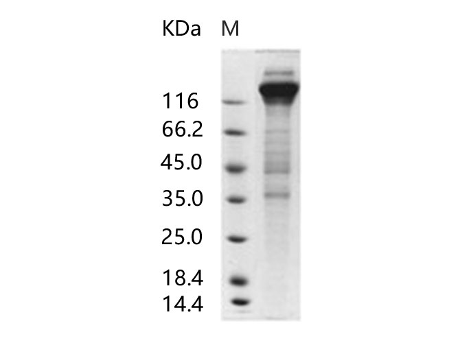 Валидация Elabscience PKSV030207(5984)