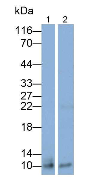 32043