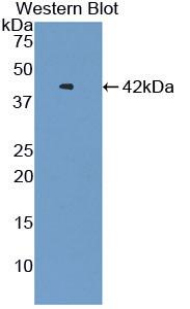 52222