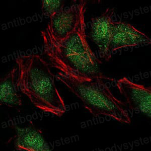 Валидация IF - AntibodySystem RHH21702