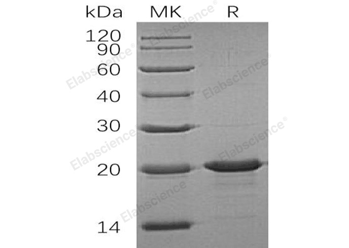 Валидация Elabscience PKSH032642(3080)